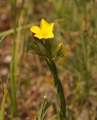 Linum nodiflorum