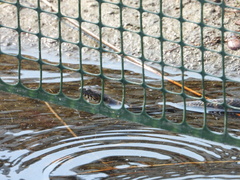 Nerodia sipedon williamengelsi