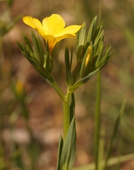 Linum nodiflorum