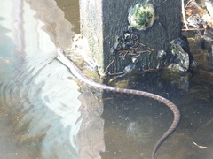 Nerodia sipedon williamengelsi