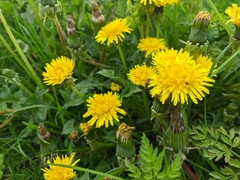 Taraxacum officinale