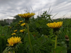 Taraxacum officinale
