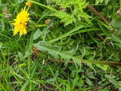 Taraxacum officinale