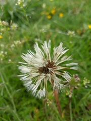 Taraxacum officinale
