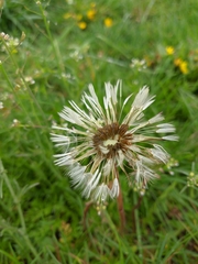 Taraxacum officinale