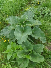 Arctium