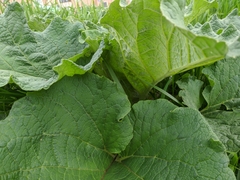 Arctium