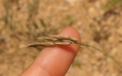 Piptatherum holciforme