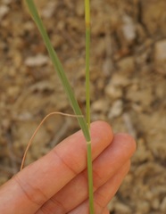 Piptatherum holciforme