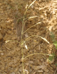 Piptatherum holciforme