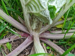 Arctium