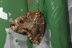 Spodolepis substriataria