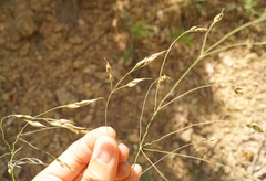 Piptatherum holciforme