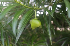 Cascabela thevetia