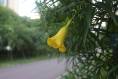 Cascabela thevetia