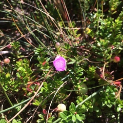 Agalinis neoscotica