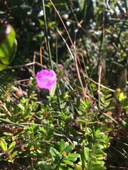 Agalinis neoscotica