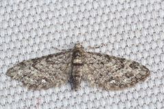 Eupithecia columbiata