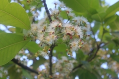 Syzygium nervosum