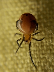 Nihonhimea tesselata