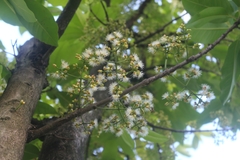 Syzygium nervosum