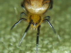 Nihonhimea tesselata