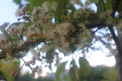 Syzygium nervosum