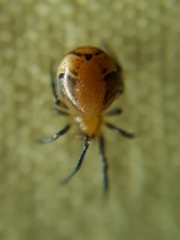 Nihonhimea tesselata