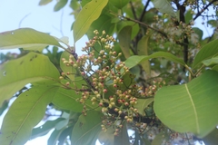 Syzygium nervosum