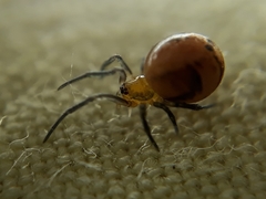 Nihonhimea tesselata