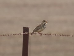Galerida magnirostris magnirostris