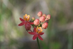 Asclepias lanceolata