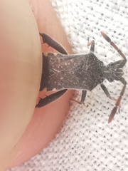 Loxocnemis dentator