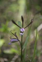 Cleistesiopsis