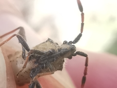 Loxocnemis dentator