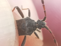 Loxocnemis dentator