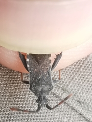 Loxocnemis dentator