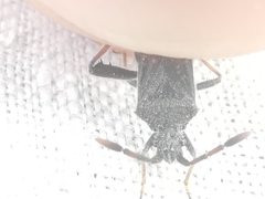 Loxocnemis dentator