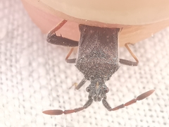 Loxocnemis dentator