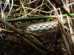 Proserpinus proserpina