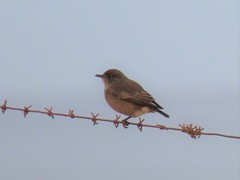 Emarginata sinuata sinuata