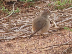 Emarginata sinuata sinuata