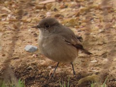 Emarginata sinuata sinuata