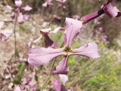 Hesperis laciniata