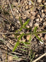 Triumfetta welwitschii