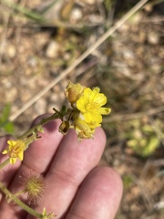 Triumfetta welwitschii