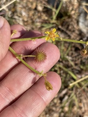 Triumfetta welwitschii