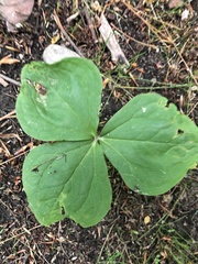 Trillium erectum