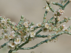 Haloxylon salicornicum