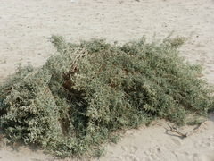 Haloxylon salicornicum